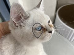 -pd派德宠物中心医院24H急重症·眼科中心·血液透析中心(嵩山北路店)