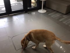 -爱侣宠医·鹦鹉专科·小型哺乳类·异宠专科(灵石路店)