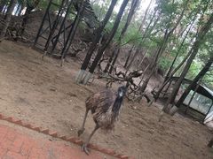 -大鹅岛绿色生态美食园