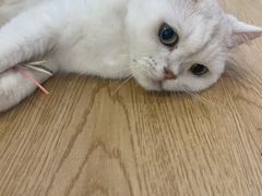 -1013 PET SHOP精品宠物商店(丁香店)