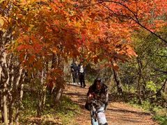 -天女山森林公园