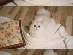 -Pets First伊珊娜洗护·精致美容·家庭式寄养(新会路店)