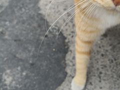 -小城粥道·海胆鲜虾粥(解放广场店)