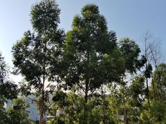-枫香湖儿童公园