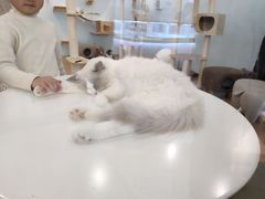 -猫冇咖·家门口的撸猫馆(大融城店)