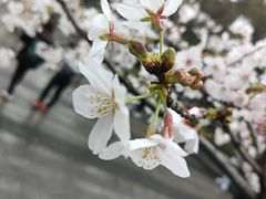 -鸡鸣赐茶(鸡鸣寺路店)
