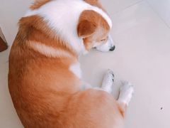 -藏书金记家宝羊肉馆(黄河北路店)