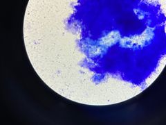 -佳雯宠物医院(金华南路分院)