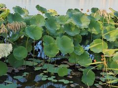 -水西公园