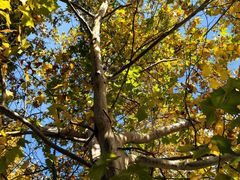 -桂香村(护国寺店)