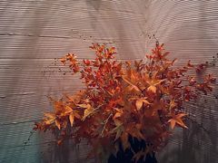 -Dragonfly悠庭·按摩Spa(静安嘉里中心店)