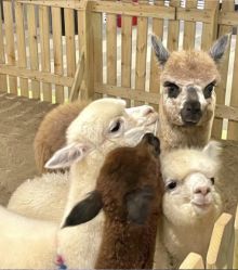 -Zoolung Zoolung动物主题公园(海信广场店)