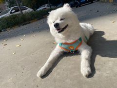 -米苏动物医院·犬猫专科·骨科外科内窥镜