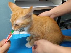 -纳吉亚猫专科动物诊疗中心(蒋宅口分院)