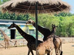 -北京野生动物园