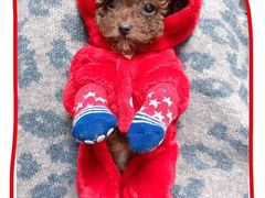 -翊宠yipet猫狗购宠庄园犬舍•猫舍