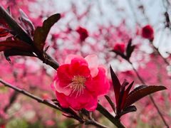 -苏州上方山国家森林公园