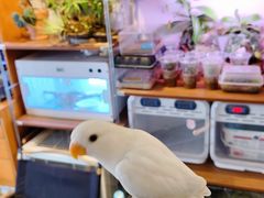 -吉丁鸟咖·异宠·寄养