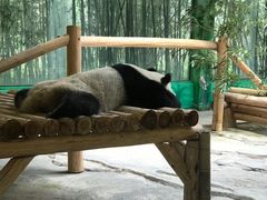 -杭州野生动物世界