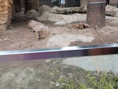 -成都动物园