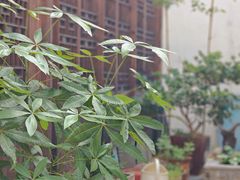 -月栖华明-云间草堂清茶馆(泗泾古镇店)