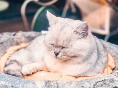 -喵屿·大理花园猫咖