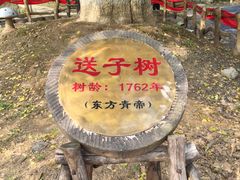 -千年银杏谷文化旅游区