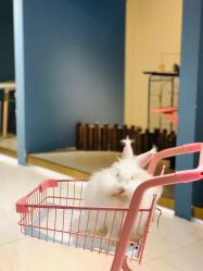 -Moni星球萌宠·小马宝莉·灵蛇·高端高阶全萌宠互动体验俱乐部(红豆国际广场店)