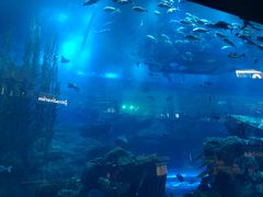 -迪拜水族馆及水下动物园
