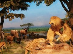 -国家自然博物馆