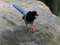 -西湖风景区-江洋畈生态公园