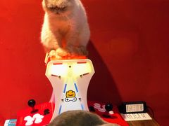 -猫色咖啡·猫咖