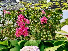 -云溪植物园