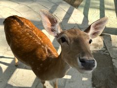 -合肥滨湖国家森林公园