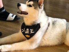 -Husky Go! 哈士奇体验馆·宠物咖啡厅狗咖
