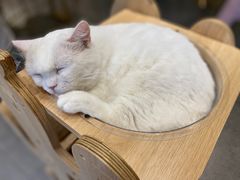 -飞行喵MR PILOT|猫舍·猫咖(静安大融城店)