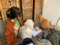 -喵屿·大理花园猫咖