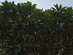 -潮汕良心果汁(金新北路店)