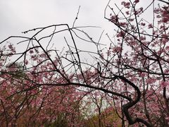 -南山植物园