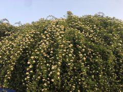 -曹州百花园