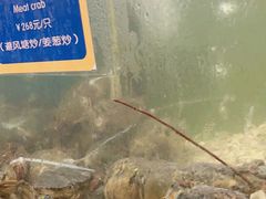 -喷泉广场餐厅·宵夜·海鲜烧烤大排档(长隆企鹅酒店)