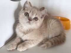 -东方名猫馆·英短金渐层布偶猫舍(环线广场1号楼店)