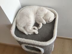 -猫腻·猫咖·撸猫馆(星光大道店)