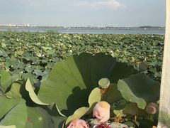 -七的湖·晚芳亭·阳澄湖农家菜·大闸蟹(莲花岛店)