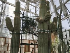 -北京植物园-展览温室