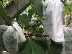 -马陆小张葡萄园农家乐