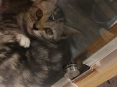 -袖虎·猫馆(体育西路店)