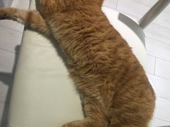 -喵的天空名猫咖啡馆·撸猫·猫舍·用品