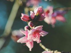 -达美乐比萨(东新路店)