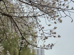 -西北湖绿化广场